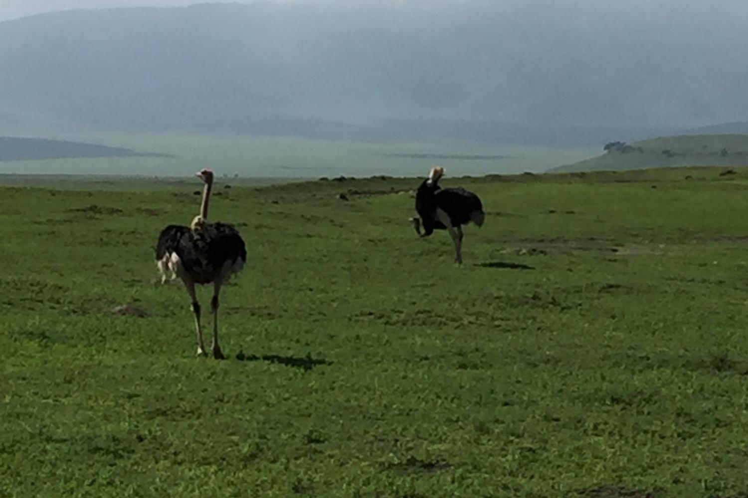 Ostriches in 坦桑尼亚
