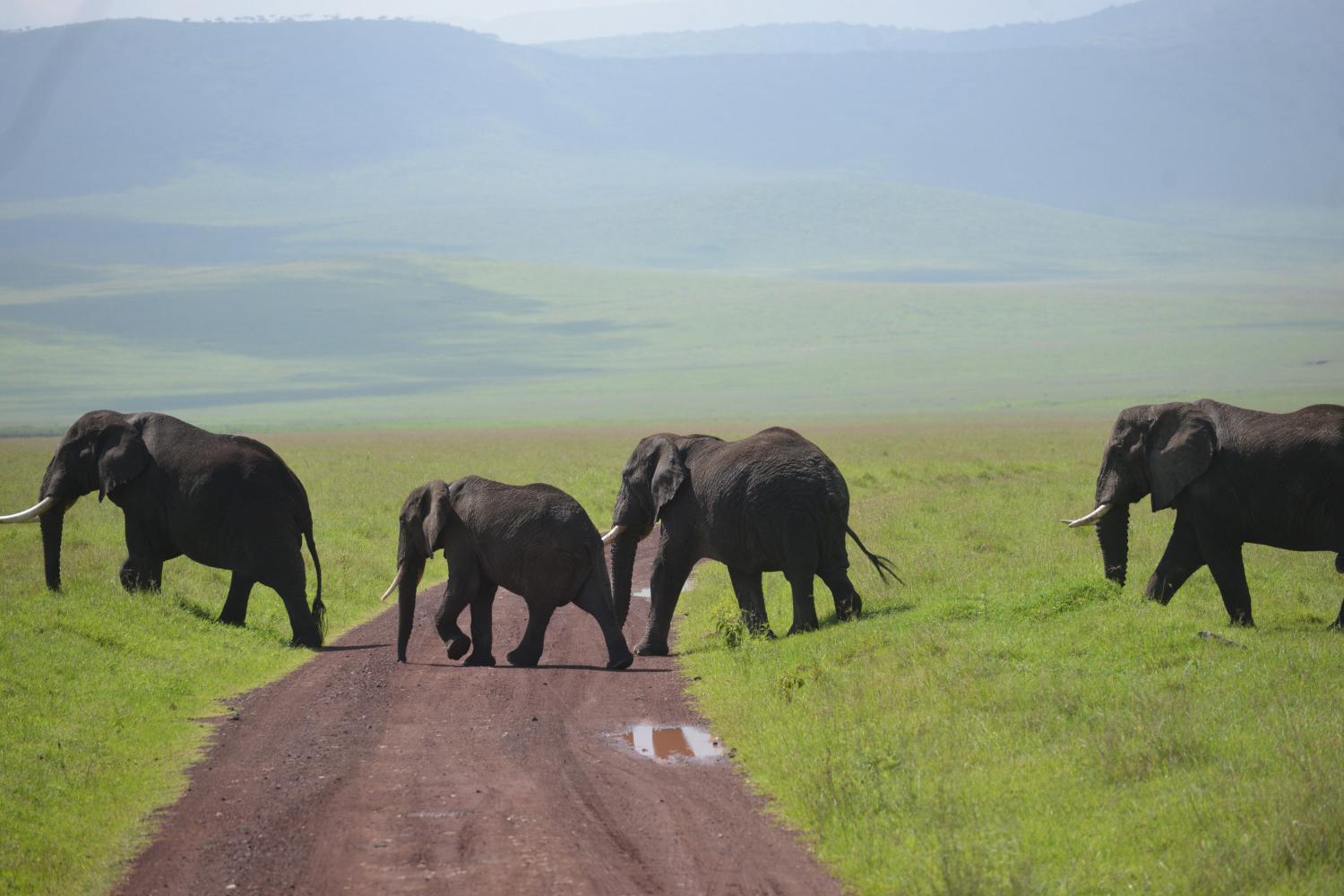Elephants in 坦桑尼亚