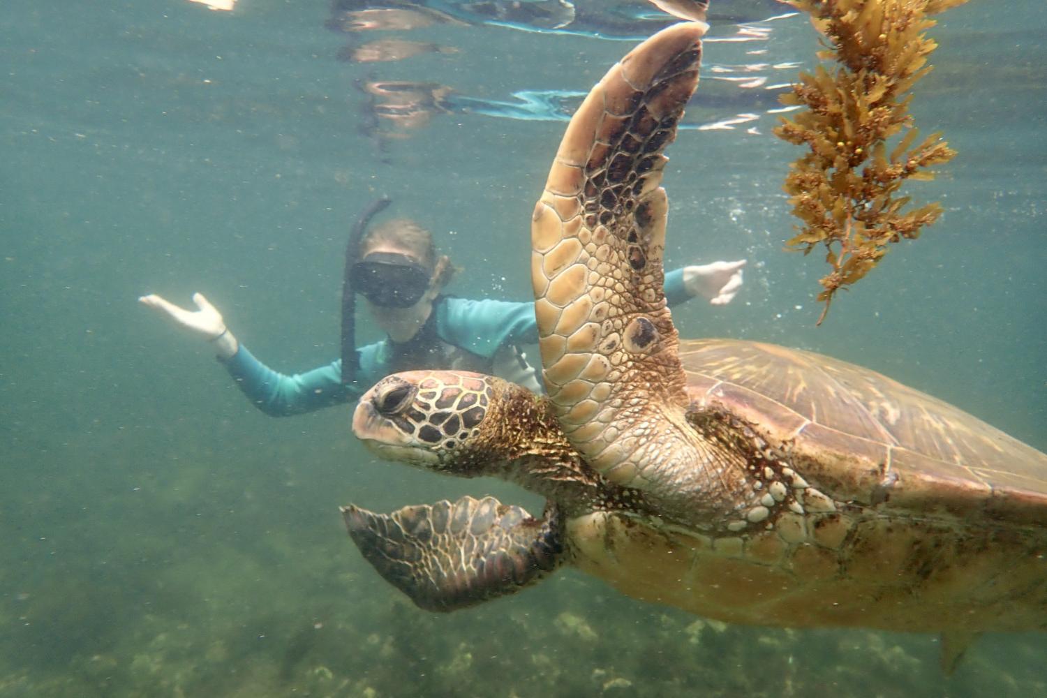 一名<a href='http://wugpxe.maanshanxwz.com'>博彩网址大全</a>学生在Galápagos群岛游学途中与一只巨龟游泳.
